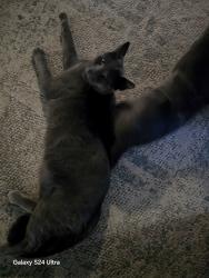 Lost Male Cat last seen Yosemite st, Escalon, CA 95320