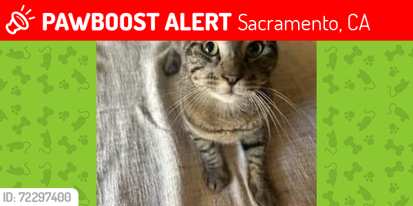 Lost Male Cat last seen 38th street, Sacramento, CA 95817