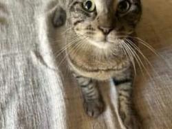 Lost Male Cat last seen 38th street, Sacramento, CA 95817