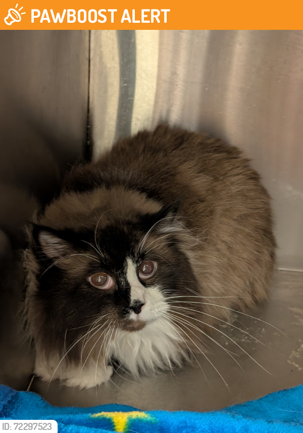 Surrendered Unknown Cat last seen Mary Hill and Central Ave, Port Coquitlam, BC V3C 2S9