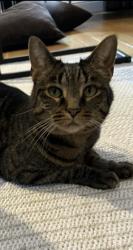 Lost Female Cat last seen Shaw road /39th -behind Skookum archery , South Hill, WA 98374
