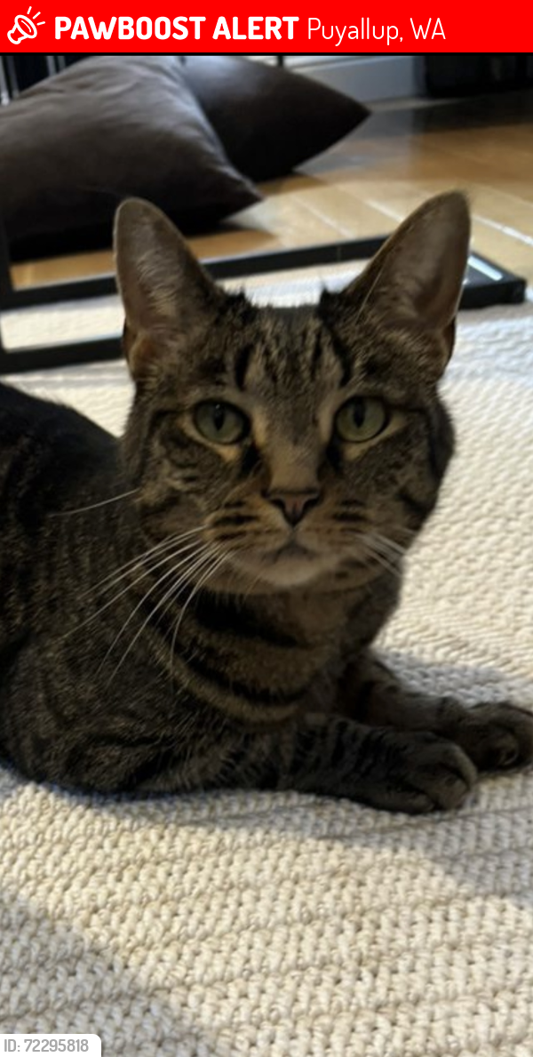 Lost Female Cat last seen Shaw road /39th -behind Skookum archery , South Hill, WA 98374