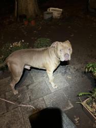 Lost Male Dog last seen Near private Road 3796, Quinlan, TX 75474