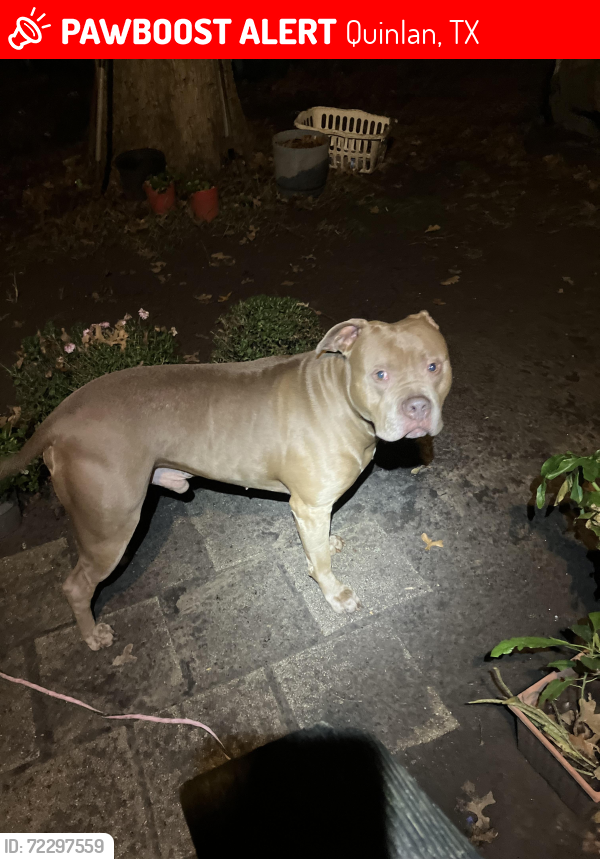 Lost Male Dog last seen Near private Road 3796, Quinlan, TX 75474