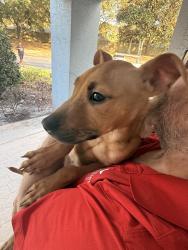 Reunited Male Dog last seen Near Collins Rd, Jacksonville, FL 32244, USA, Jacksonville, FL 32244