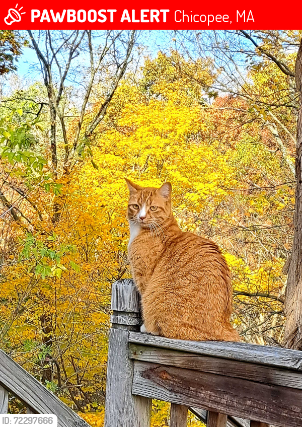 Lost Female Cat last seen Julia Avenue, Chicopee, MA 01020