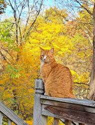 Lost Female Cat last seen Julia Avenue , Chicopee, MA 01020