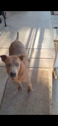 Lost Male Dog last seen Hesperia , Oak Hills, CA 92344