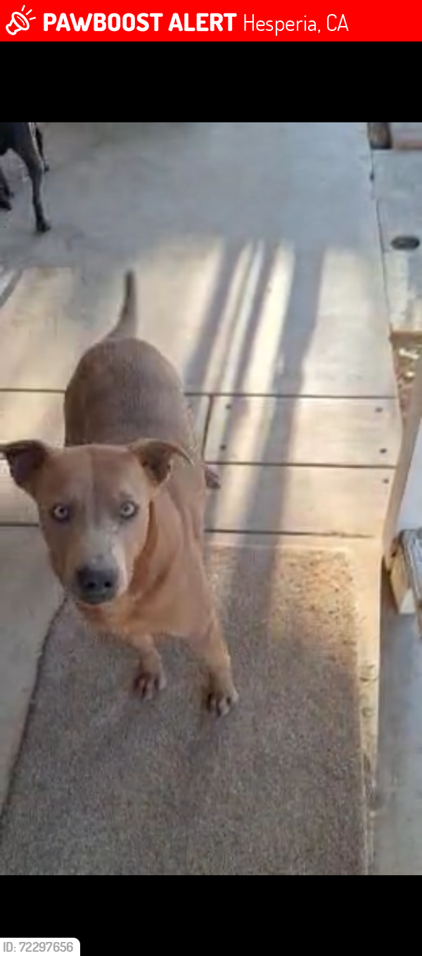Lost Male Dog last seen Hesperia , Oak Hills, CA 92344