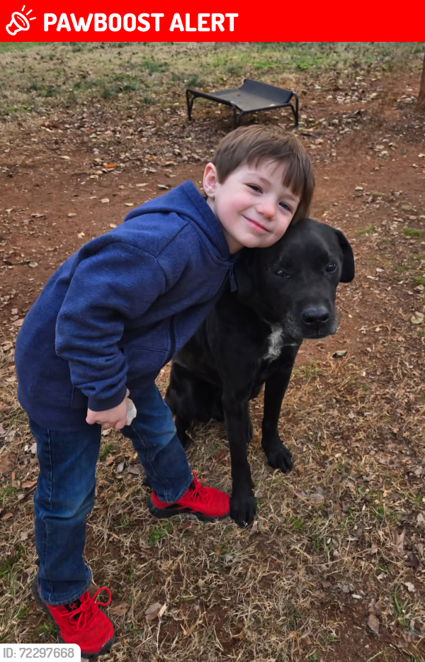 Lost Male Dog last seen Bluff Point Court , Greenville County, SC 29605