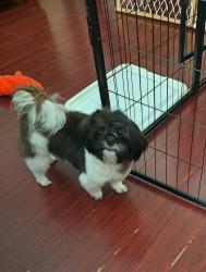 Lost Female Dog last seen MacARTHUR and 76th ave, Oakland, CA 94605