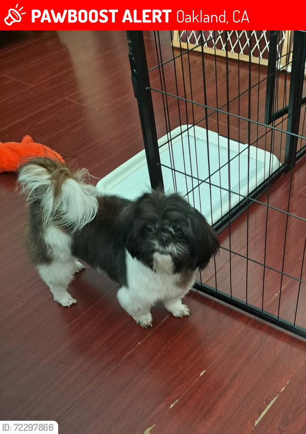 Lost Female Dog last seen MacARTHUR and 76th ave, Oakland, CA 94605