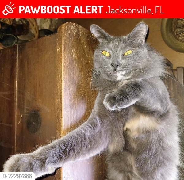 Lost Female Cat last seen Parkridge Circle Jacksonville fl, Jacksonville, FL 32211