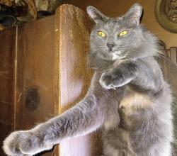 Lost Female Cat last seen Parkridge Circle Jacksonville fl, Jacksonville, FL 32211