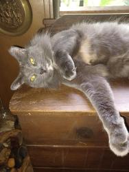 Lost Female Cat last seen Parkridge circle south Jacksonville FL, Jacksonville, FL 32211
