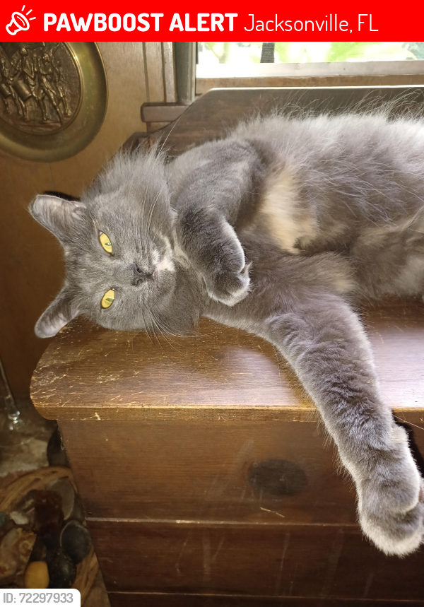 Lost Female Cat last seen Parkridge circle south Jacksonville FL, Jacksonville, FL 32211