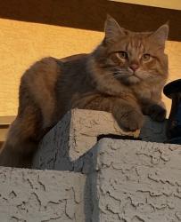 Lost Male Cat last seen Alma school rd and baseline , Mesa, AZ 85202