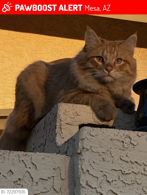 Lost Male Cat last seen Alma school rd and baseline , Mesa, AZ 85202