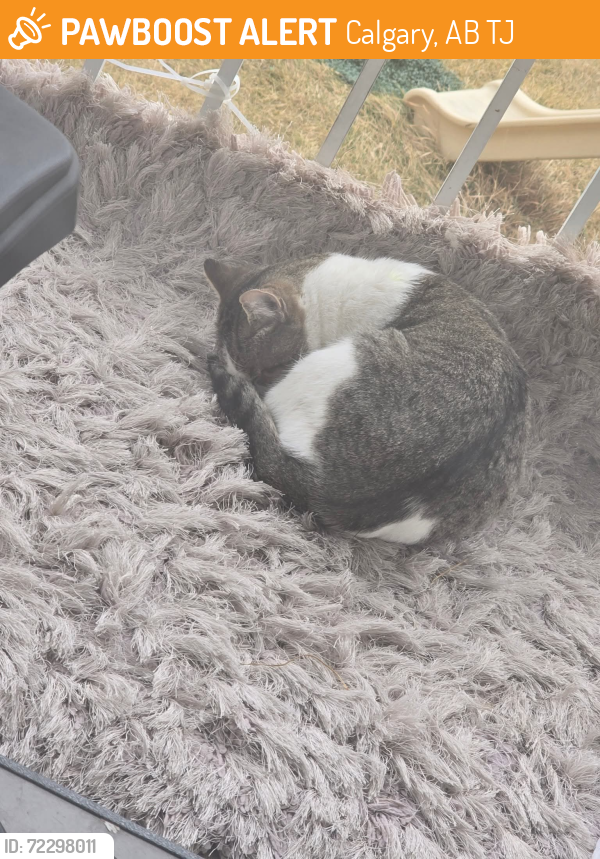 Surrendered Unknown Cat last seen Tarawood place 200, Calgary, AB T3J
