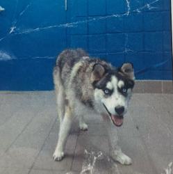 Lost Male Dog last seen Vail and Girard, Albuquerque, NM 87106