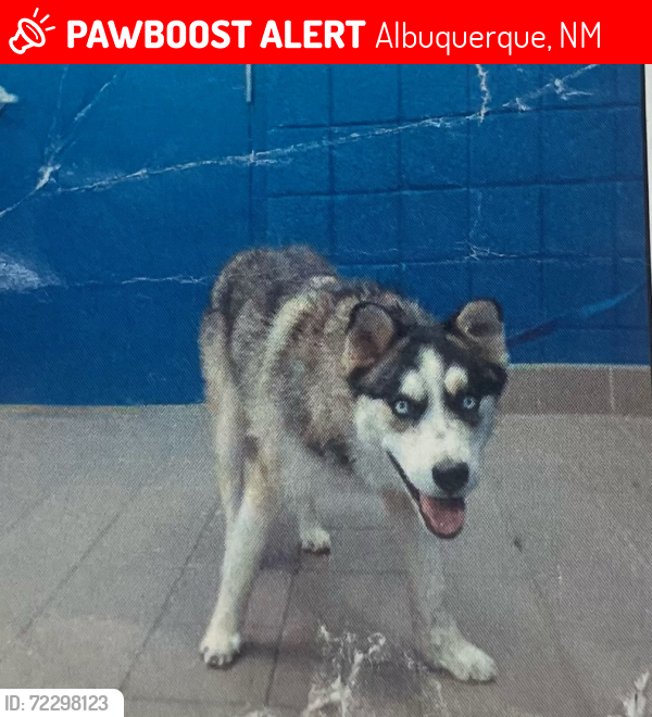 Lost Male Dog last seen Vail and Girard, Albuquerque, NM 87106