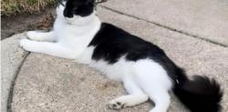Lost Male Cat last seen Spencer and Fleetwood, La Porte, TX 77571