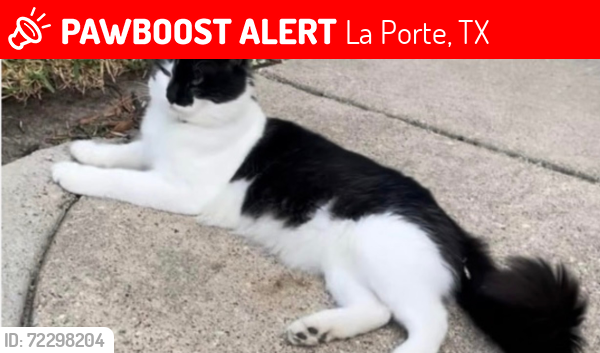 Lost Male Cat last seen Spencer and Fleetwood, La Porte, TX 77571