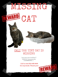 Reunited Female Cat last seen Centinela and sherbourne, Los Angeles, CA 90045
