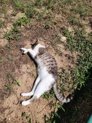 Lost Male Cat last seen Perkins, Arlington, TX 76016