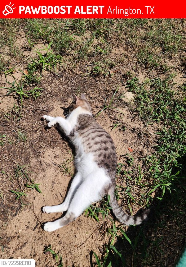 Lost Male Cat last seen Perkins, Arlington, TX 76016