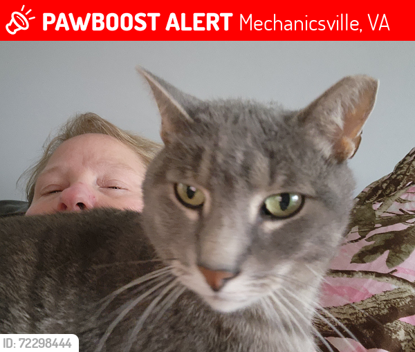 Lost Male Cat last seen Sledds lake rd, Mechanicsville, VA 23111