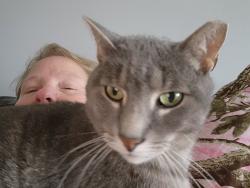 Lost Male Cat last seen Sledds lake rd, Mechanicsville, VA 23111
