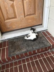 Lost Male Cat last seen Solandra cir, Anvers. Ishbrant, Harlow , Jacksonville, FL 32210