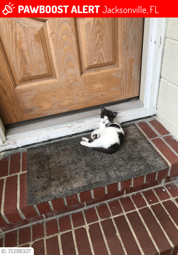 Lost Male Cat last seen Solandra cir, Anvers. Ishbrant, Harlow , Jacksonville, FL 32210