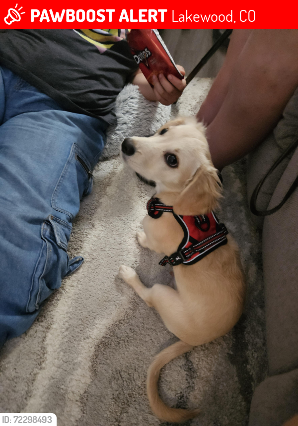 Lost Male Dog last seen S. Sheridan & w. Alameda , Lakewood, CO 80226