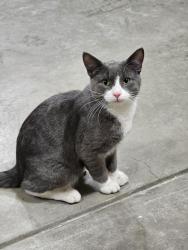 Found/Stray Male Cat last seen Ontario and Manitowoc, Bellevue, WI 54311
