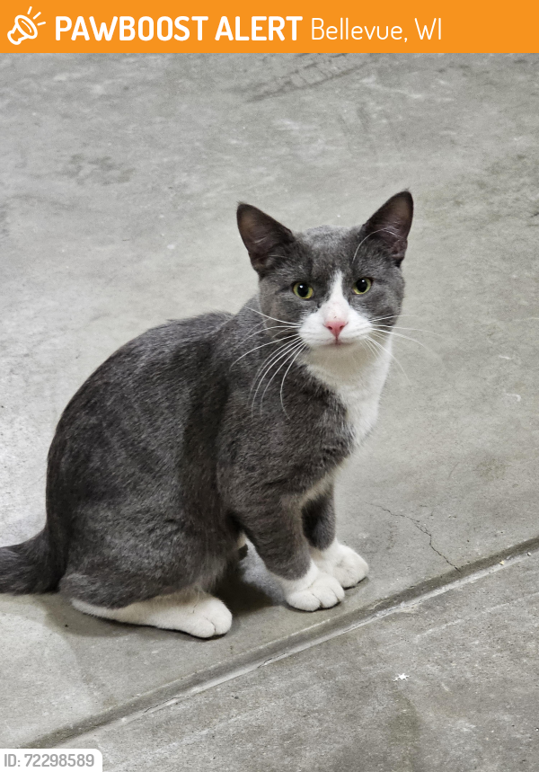 Found/Stray Male Cat last seen Ontario and Manitowoc, Bellevue, WI 54311
