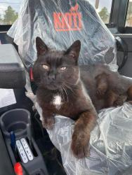 Lost Male Cat last seen Hallelujah/ Pawnee Trail, El Paso County, CO 80106