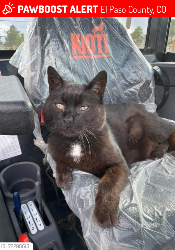 Lost Male Cat last seen Hallelujah/ Pawnee Trail, El Paso County, CO 80106