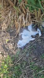 Lost Female Cat last seen In sun retreat, Naples, FL 34114