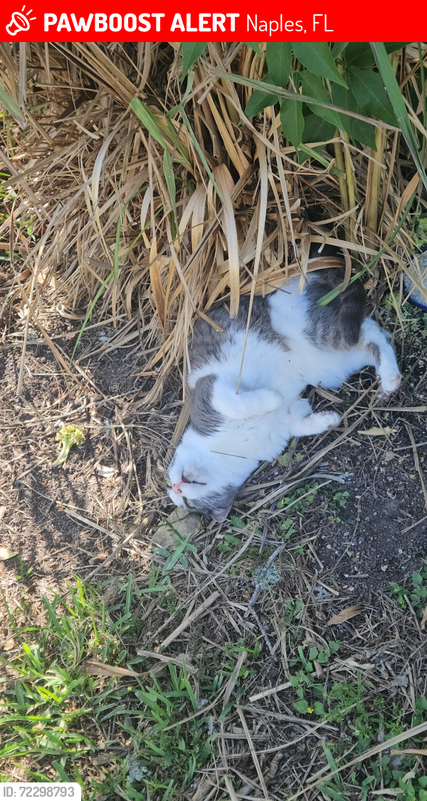 Lost Female Cat last seen In sun retreat, Naples, FL 34114