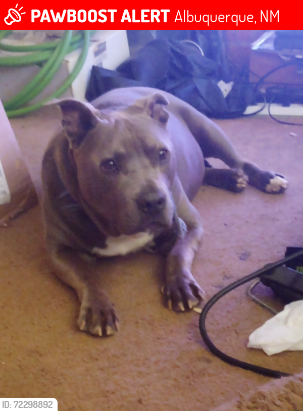 Lost Male Dog last seen Western Skies/ Central, Albuquerque, NM 87123