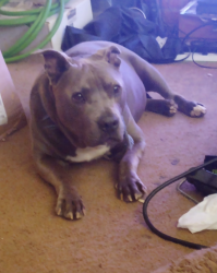 Lost Male Dog last seen Western Skies/ Central, Albuquerque, NM 87123