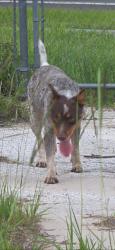 Lost Female Dog last seen Casarella tiny s area, Kissimmee, FL 34746