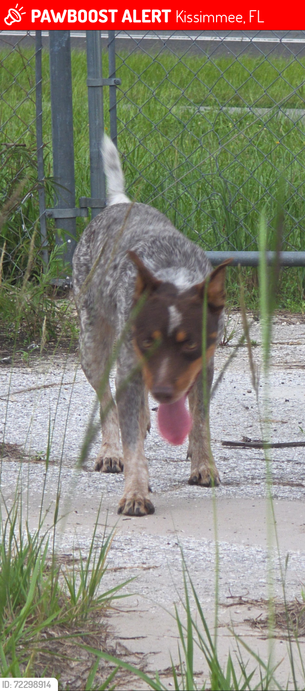 Lost Female Dog last seen Casarella tiny s area, Kissimmee, FL 34746