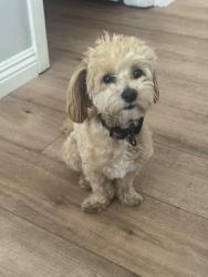 Lost Male Dog last seen Pyle and Bermuda, Enterprise, NV 89183