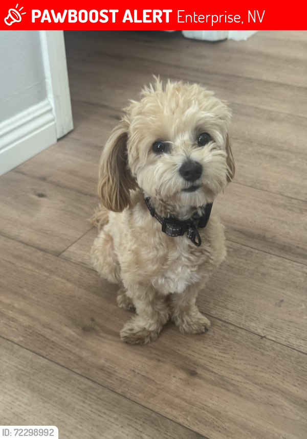 Lost Male Dog last seen Pyle and Bermuda, Enterprise, NV 89183
