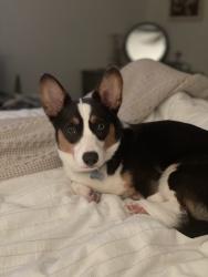 Lost Female Dog last seen Business 287, Fort Worth, TX 76179