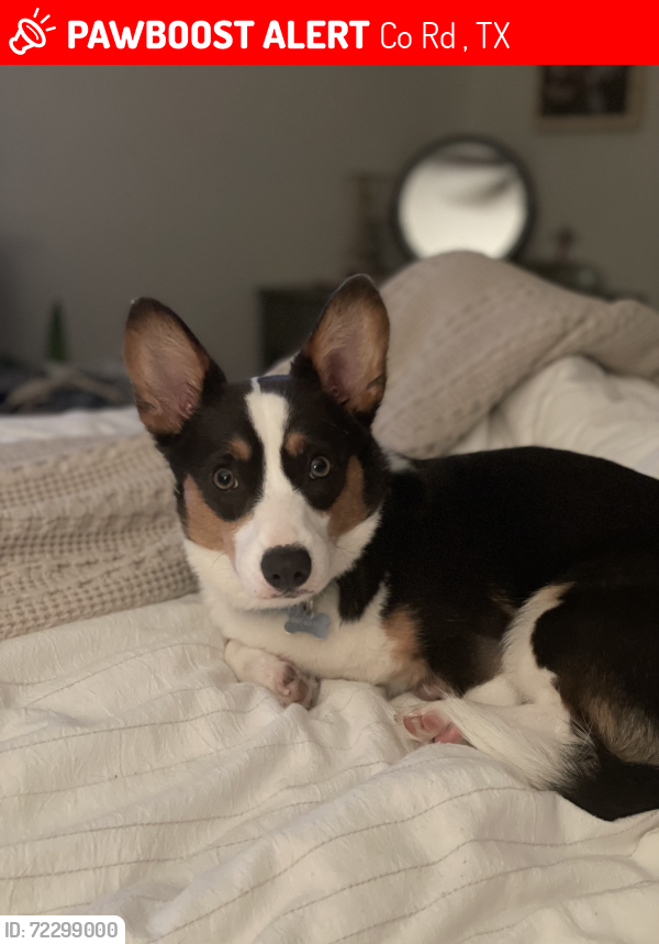 Lost Female Dog last seen Business 287, Fort Worth, TX 76179