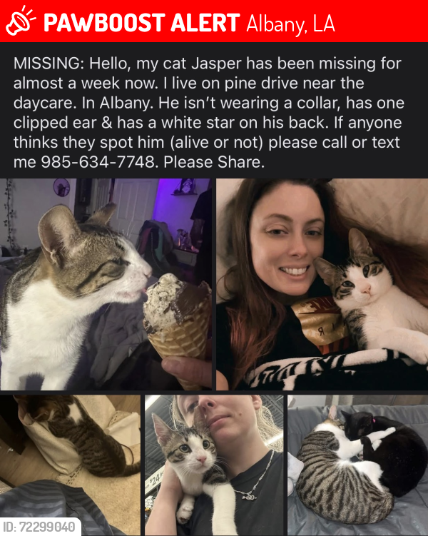 Lost Male Cat last seen Highway 43 / Highway 190, Albany, LA 70711